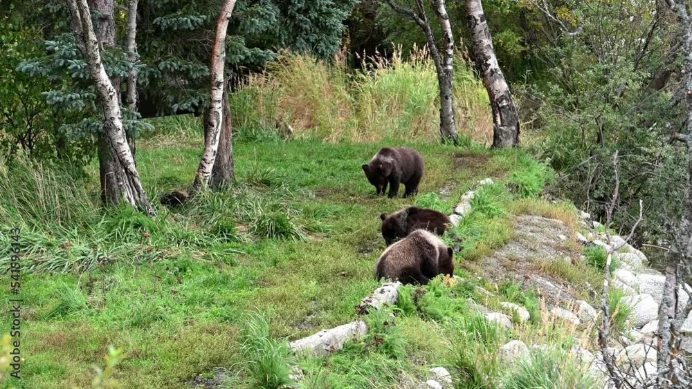 Cute little brown bear cubs with natal collars playing in grass on the side of the Brooks River waiting for mother bear, Katmai National Park, Alaska
Cute little brown bear cubs with natal collars playing in grass on the side of the Brooks River waiting for mother bear, Katmai National Park, Alaska