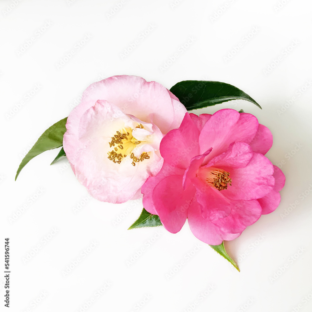 Pink Camellia flowers isolated on white background Pink Camellia flowers isolated on white background
