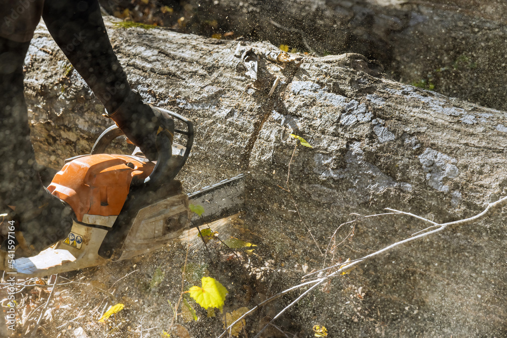 Obraz premium Following a violent storm, a municipal worker cuts down a broken tree in forest