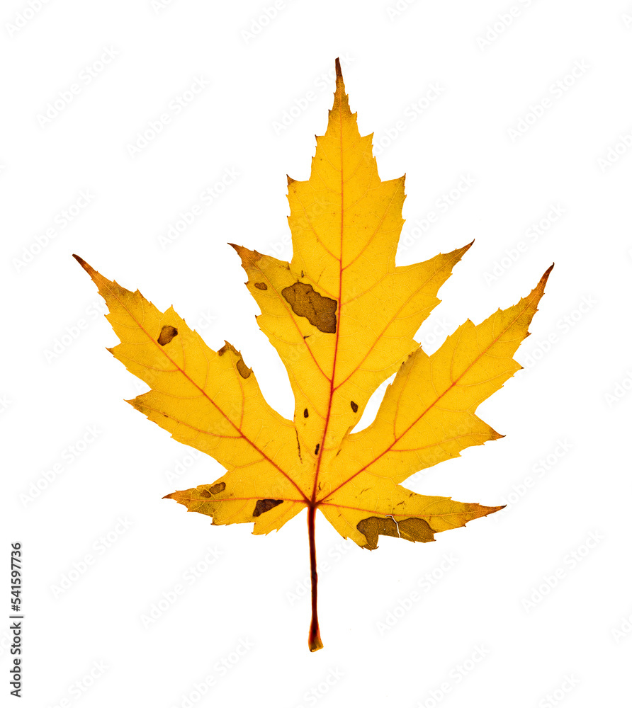 Single yellow colored backlit maple leaf in autumn color with patches of decay. On a transparent background.
