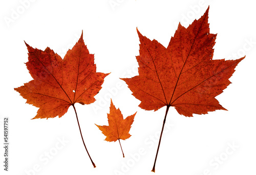 Three bright red colored maple leaves in three sizes to imitate a family with mother father and child. Backlit on a transparent background. 
