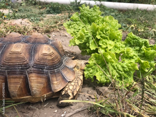 Beautiful sulcata tortoise from africa