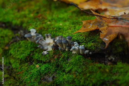 Green moss surraunded small group of tiny mashrooms sprout on bark. © oleg