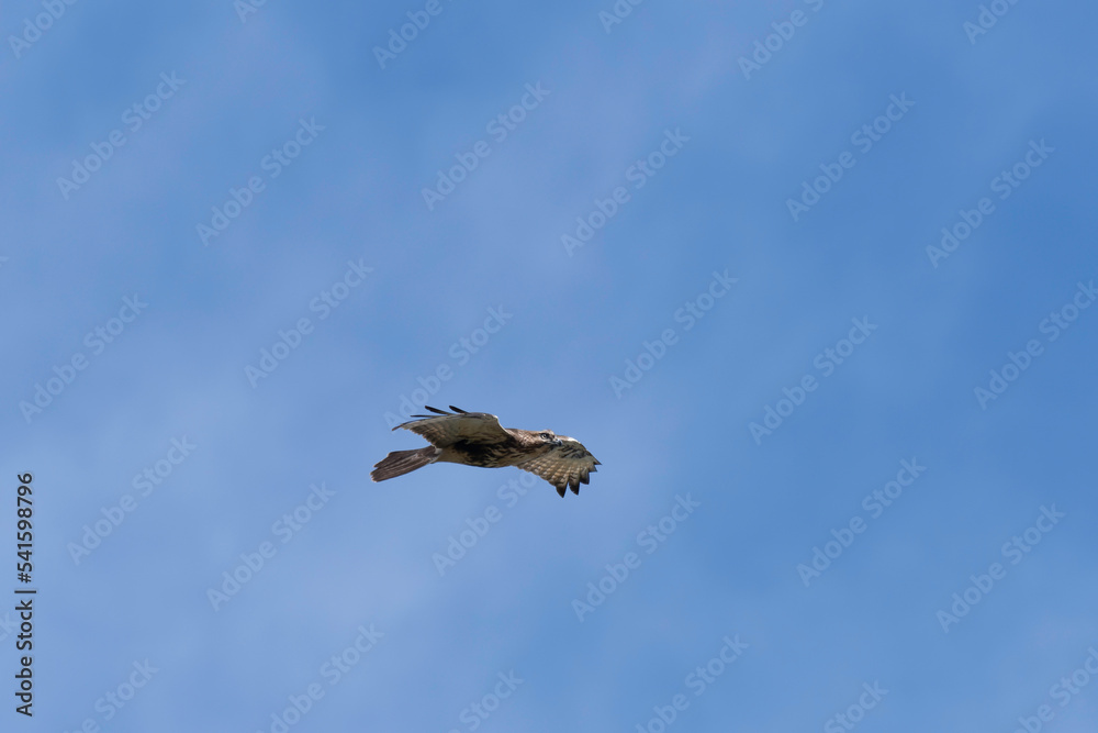 Obraz premium Common buzzard flying in blue sky