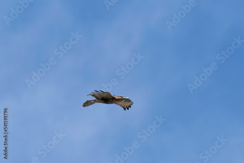 Common buzzard flying in blue sky