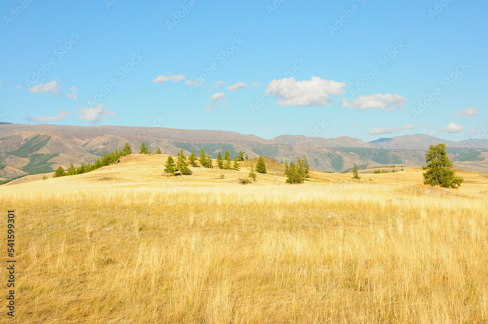 A small hill with dry grass and rare pine trees on a slope overlooking the picturesque mountains on a sunny autumn day.