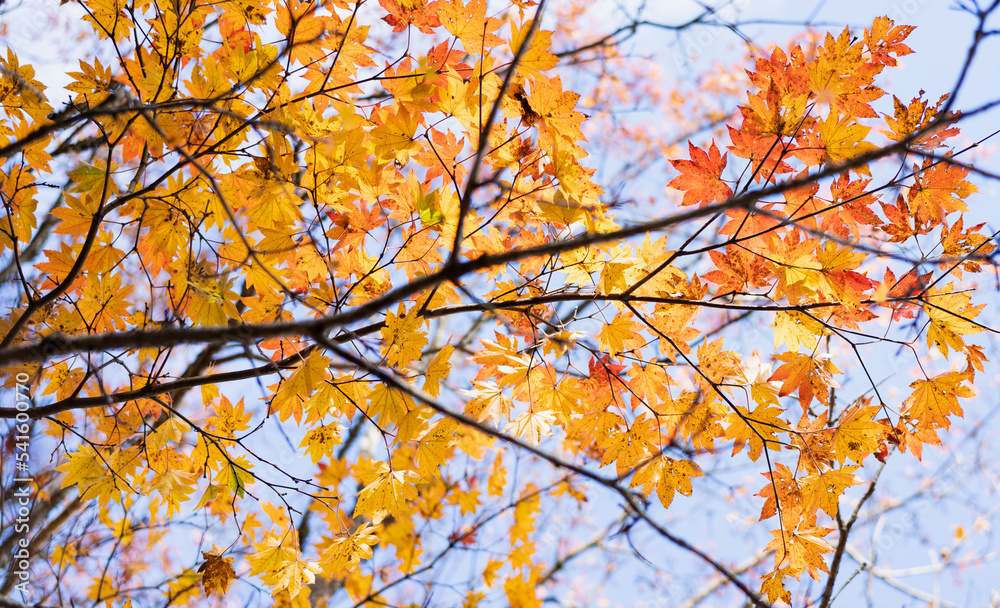 日本の秋の山で見える綺麗な紅葉