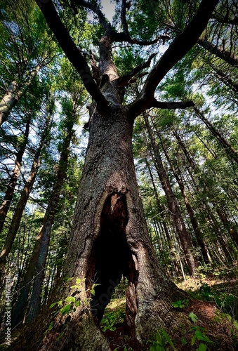 hollow oak tree, hole from termites or ants, beautiful nature