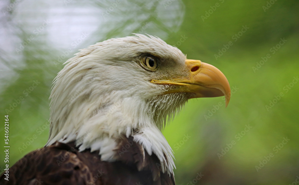 Bald Eagle close up - West Virginia State Wildlife Center Bald Eagle close up - West Virginia State Wildlife Center