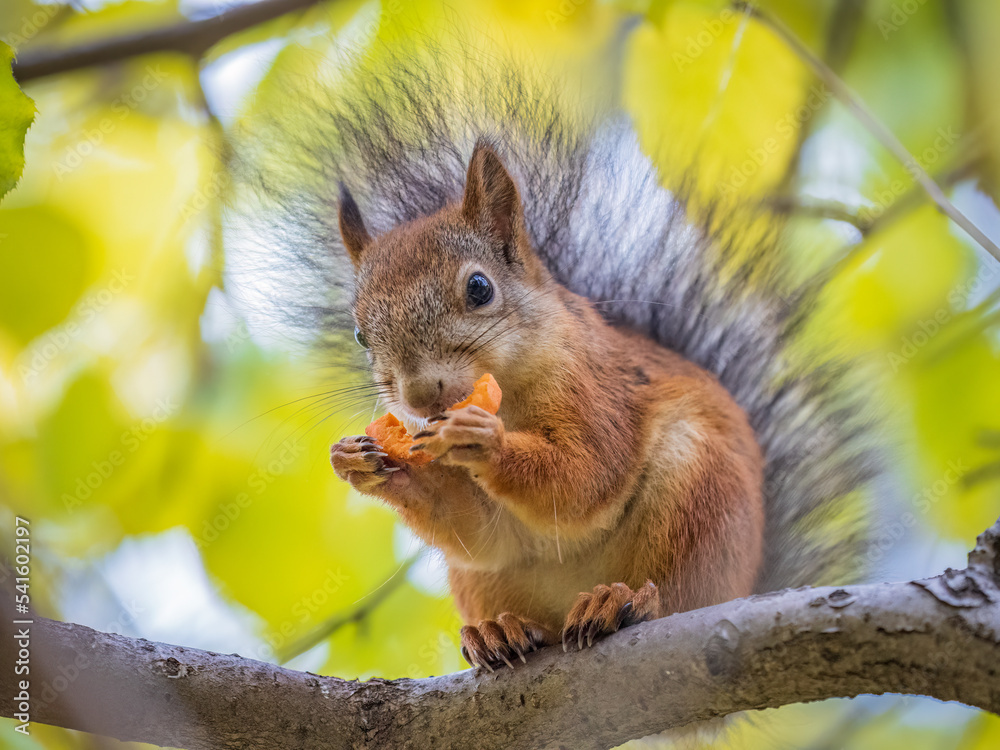 The squirrel sits on tree with carrot in the autumn. Eurasian red squirrel, Sciurus vulgaris. The squirrel sits on tree with carrot in the autumn. Eurasian red squirrel, Sciurus vulgaris.