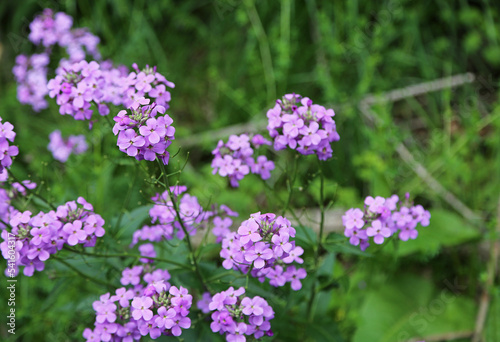 Lilac phlox flowers