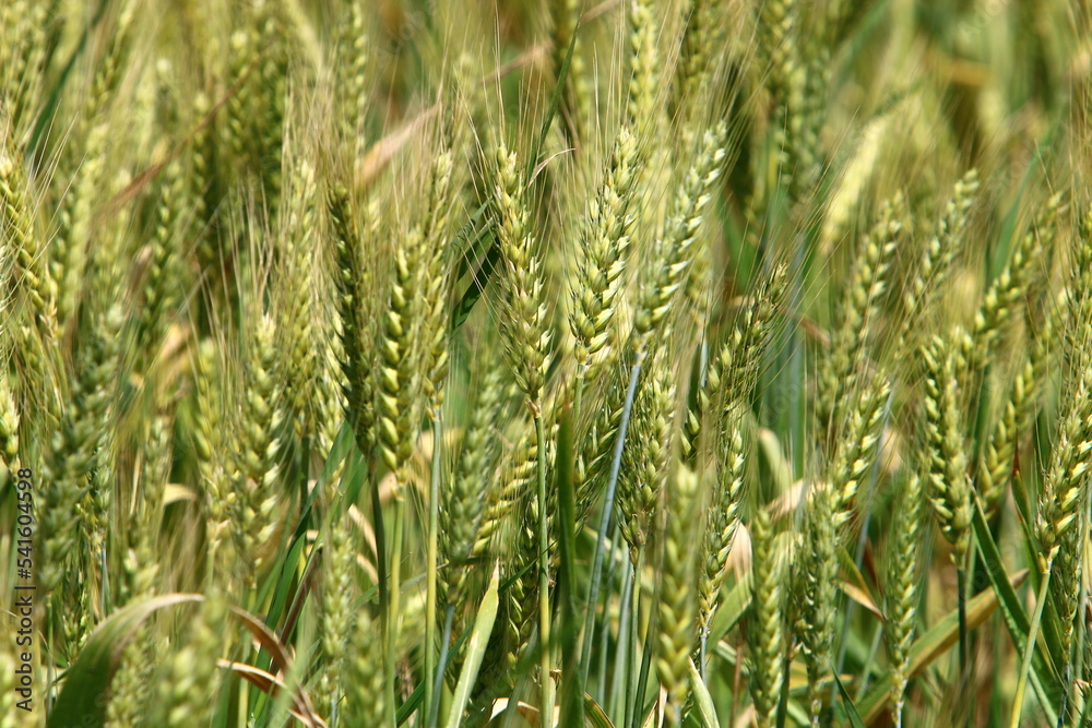 Field spikelets natural dried flowers 80 centimeters high. Field spikelets natural dried flowers 80 centimeters high.