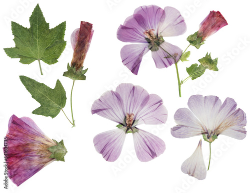 Pressed and dried flower lavatera  isolated on white background. For use in scrapbooking  floristry or herbarium.