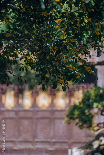 Sweet Osmanthus and Chinese Classical Architecture