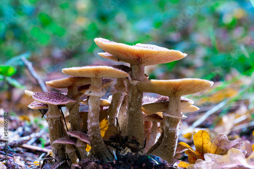 russula mushrooms among yellow leaves