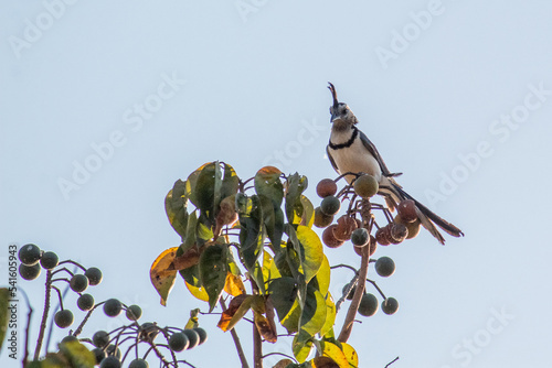 Urraca cara blanca (calocitta formosa) 2 photo