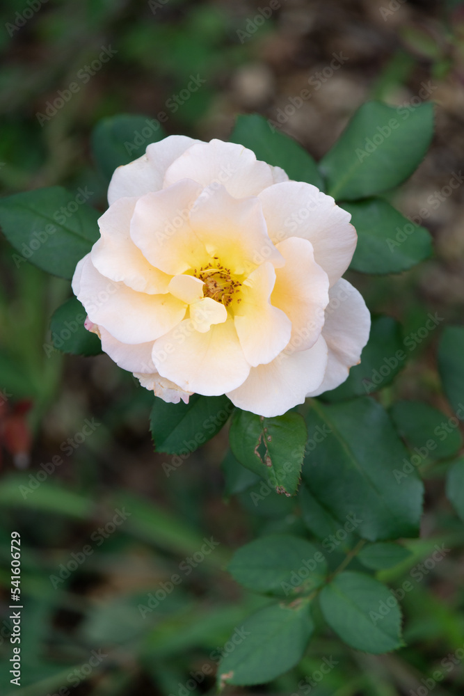 Obraz premium 薔薇