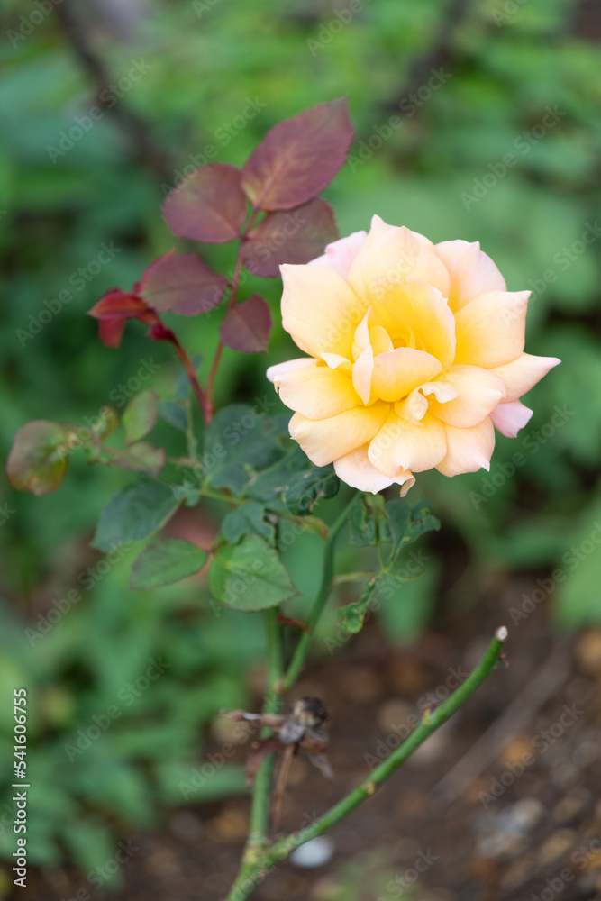 Obraz premium 薔薇