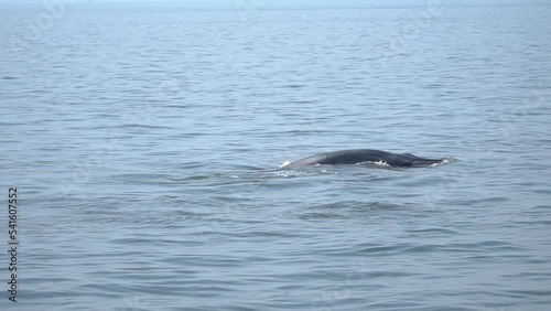 Bryde's whale, Eden's whale, Eating fish at gulf of Thailand photo