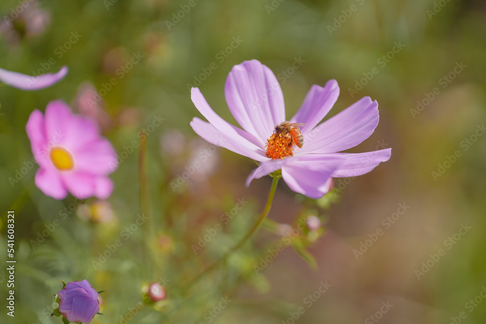 Pink Gesang Flowers in Autumn Pink Gesang Flowers in Autumn