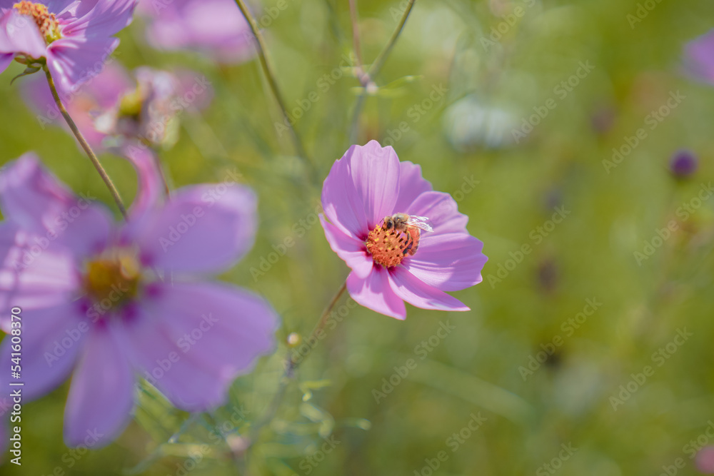 Pink Gesang Flowers in Autumn