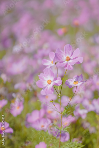 Pink Gesang Flowers in Autumn