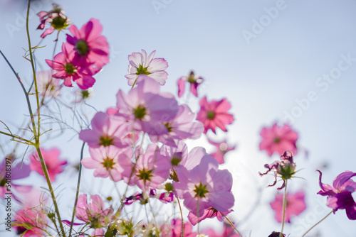Pink Gesang Flowers in Autumn © 云 王