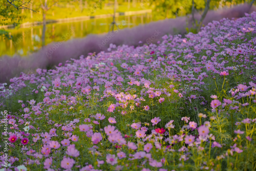 Pink Gesang Flowers in Autumn Pink Gesang Flowers in Autumn