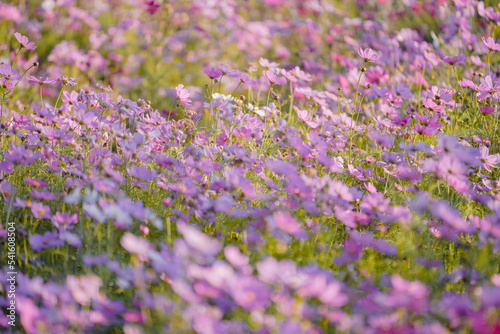 Pink Gesang Flowers in Autumn