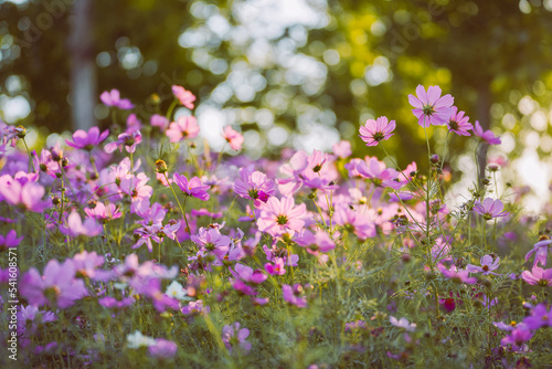 Pink Gesang Flowers in Autumn