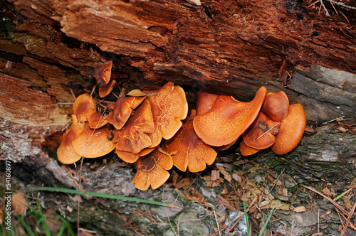 mushrooms on the tree, Beautiful view of mushrooms growing on a stump, backgrounds, quality