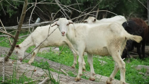 Two little goats want a fallen tree