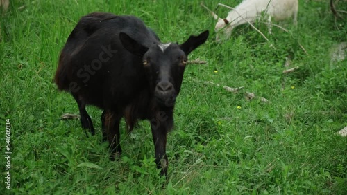 Two goats approach the camera and look into the lens