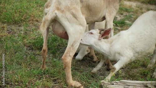Two little white kids sucking milk from the udder of their goat