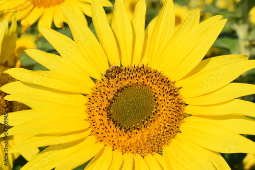 満開のひまわりと青空・Helianthus annuus・Sunflower・日輪草と蜜蜂