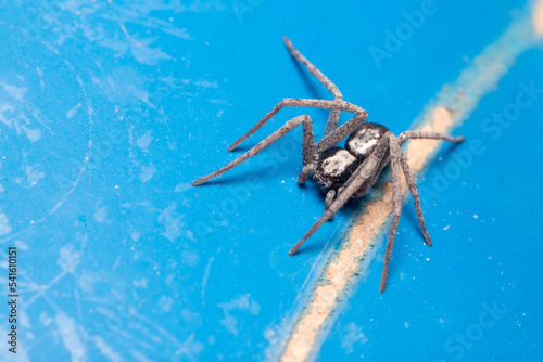 Print op canvas Running crab spider, Pulchellodromus sp