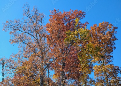 Multicolored autumn trees against sky
