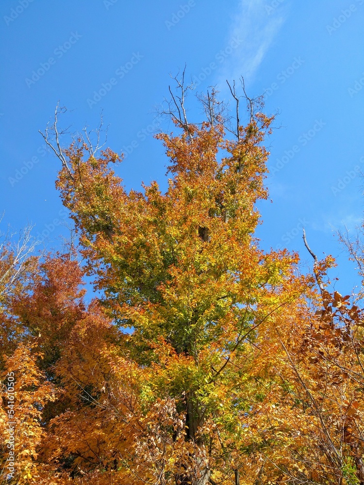 Tall, Multicolored Autumn Tree