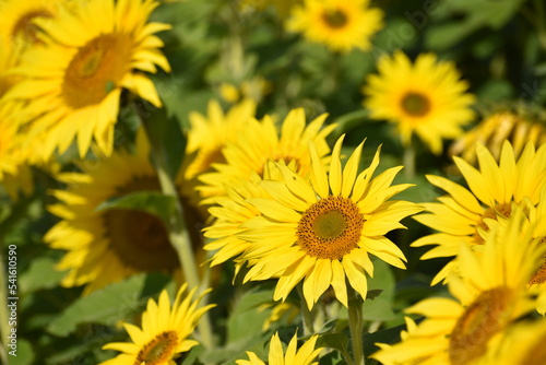                                  Helianthus annuus   Sunflower            