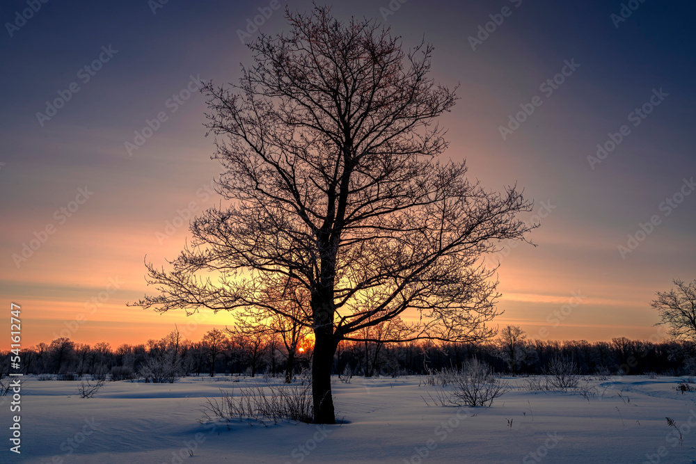 Winter landscape with forest, trees covered snow and sunrise. Winter morning of a new day. Winter landscape with forest, trees covered snow and sunrise. Winter morning of a new day.