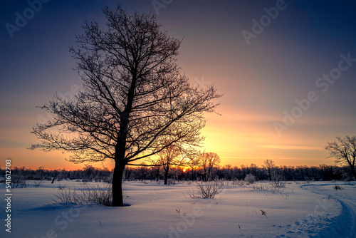 Winter landscape with forest, trees covered snow and sunrise. Winter morning of a new day. © sergofan2015