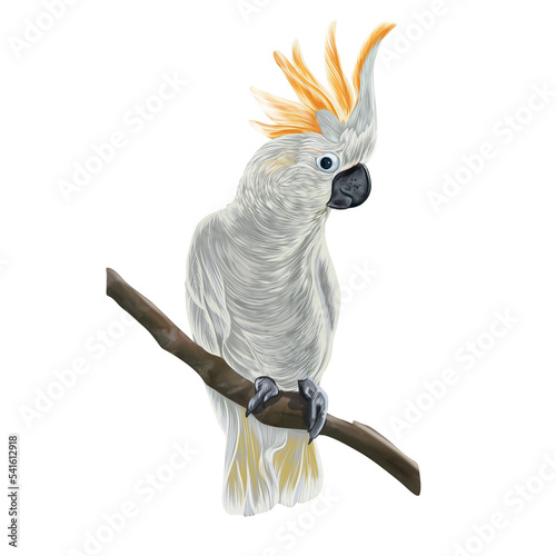 Illustration of gray parrot with orange tuft on branch on a transparent background