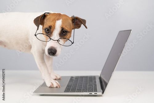 Portrait of dog jack russell terrier in glasses at work on a laptop.  © Михаил Решетников