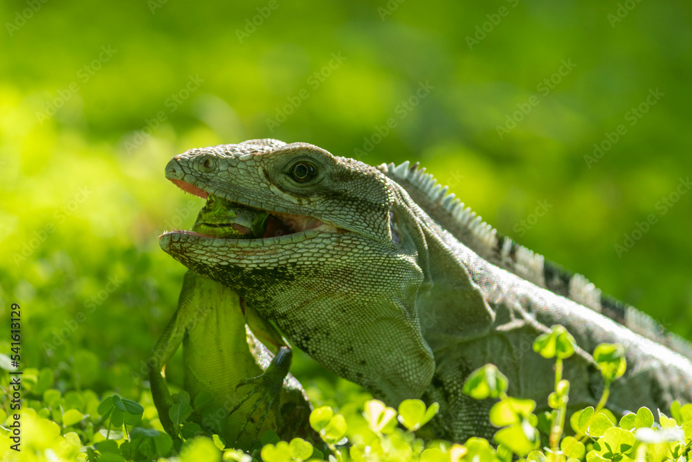 Obraz premium green lizard 