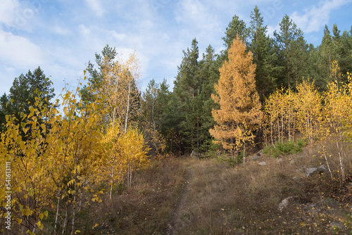 The forest path leads to the autumn forest. Autumn forest with yellow birches and bright green pines under a blue sky on a sunny day. Young trees in the autumn forest. Beautiful autumn landscape