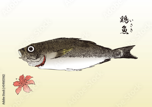 chicken grunt, Parapristipoma trilineatum, イサキ,鶏魚,食材,食べ物,シーフード,居酒屋,飲食,飲食店,刺身,寿司,魚料理, food, seafood, eating and drinking, restaurants,浮世絵,錦絵,日本画,