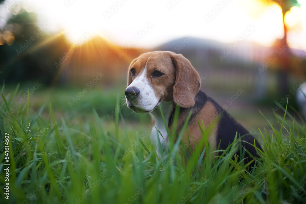 An adorable beagle dog sit down on the grass field for relaxing under the evening sun light.