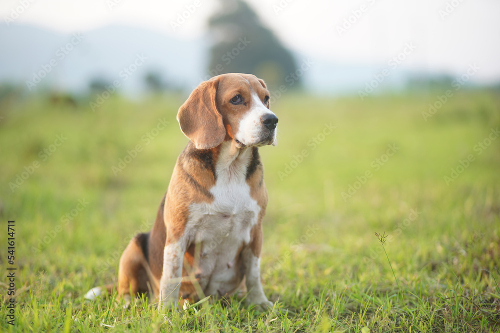 Portrait of an adorable beagle dog while sitting on the greengrass in the medow.