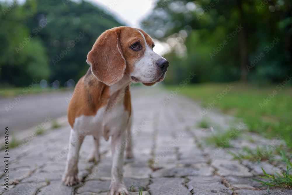 A cute beagle dog walk and run in the footpath in the park and look for something. A cute beagle dog walk and run in the footpath in the park and look for something.