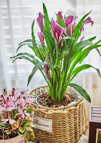 Ethiopian zantedeschia or purple calla in pot in home interior